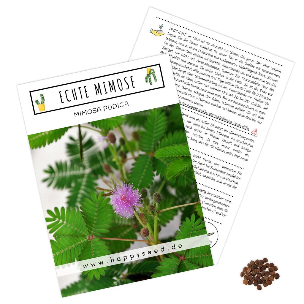 Outsidepride 1000 Semillas Mimosa Pudica Para Plantar | Meses Sin Interés - Foto 7