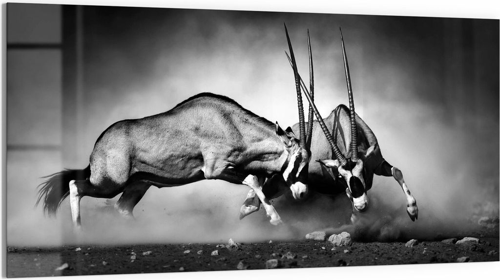 DEQORI Glasbild Echtglas 100x50 cm 'Aggressive Oryxantilopen' Wandbild Bild modern Deko