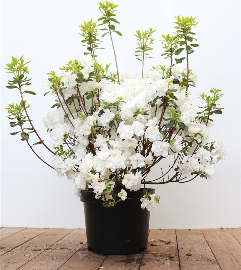 Rhododendron obtusum 'Schneeperle', weiß, 40–50 cm Produktbild 