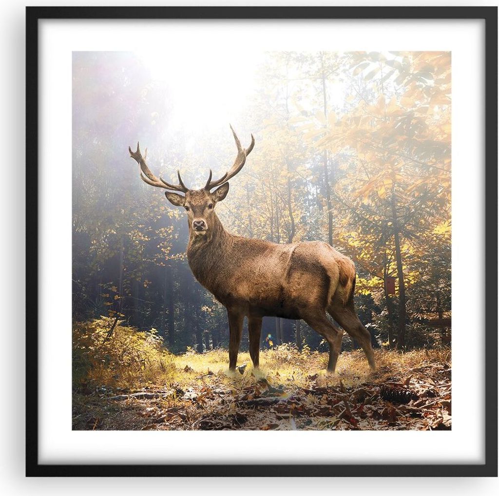 Gerahmtes Poster - Schwarzer Rahmen - Licht Hirsch Wald - 50x50 cm - Wand Bild - Wanddeko - Wandbilder - Kunstposter - Wandposter - Bilderrahmen - ...
