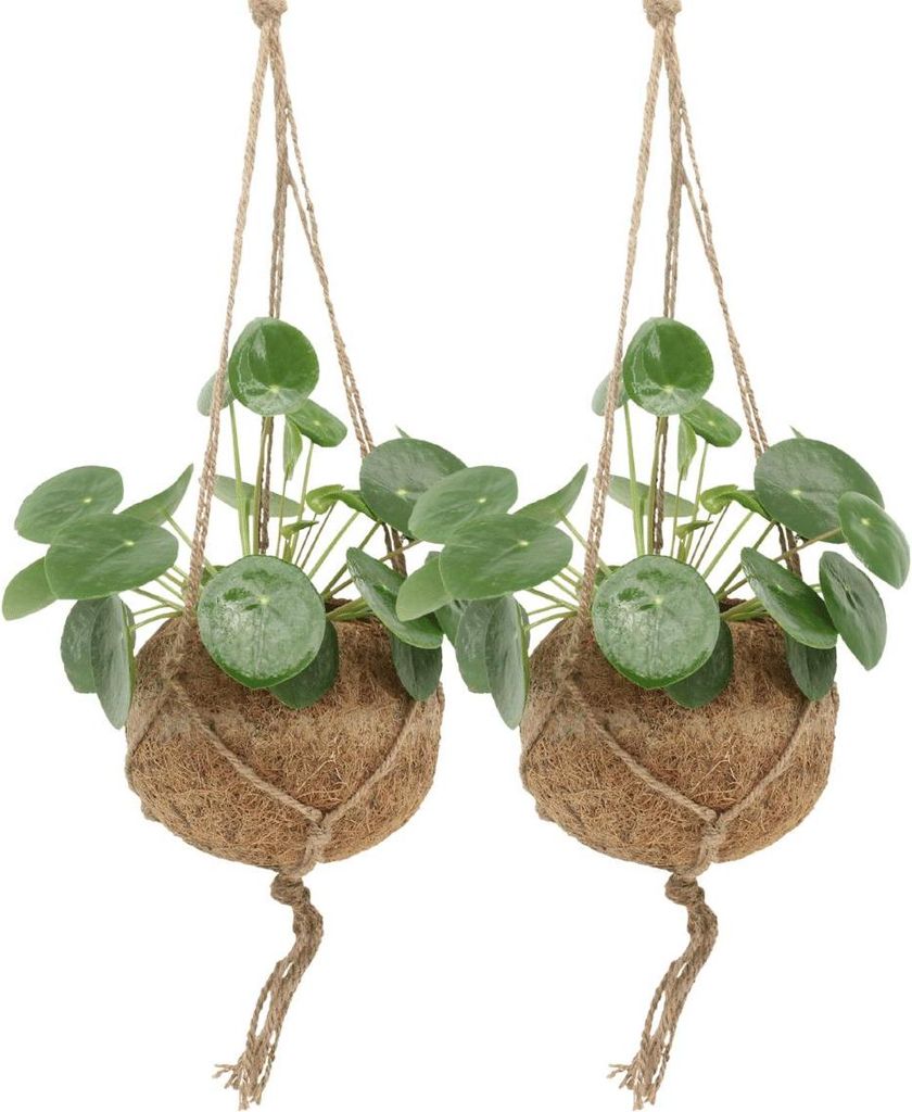 Kokodama Pilea Peperomioides 2 Pflanzen 20cm ø15 Nachhaltige Pfannkuchenpflanzen