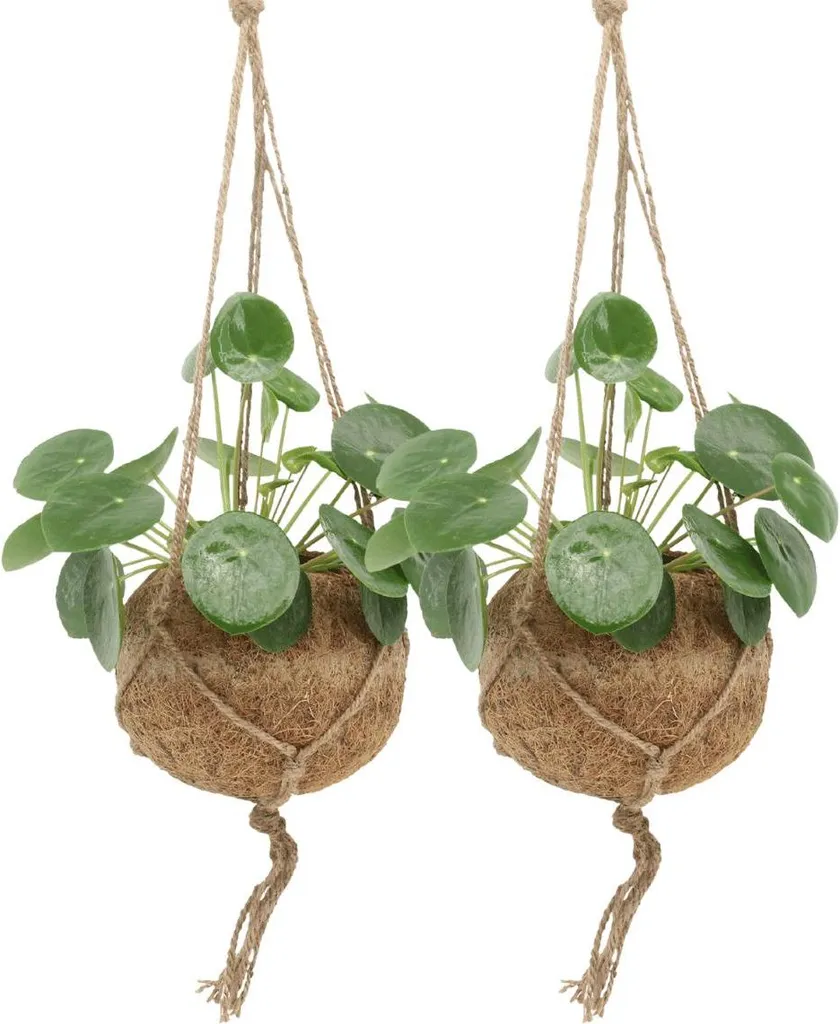 Pilea Peperomioides Kokodama Ø15 : Duo de Plantes Durables sans Plastique