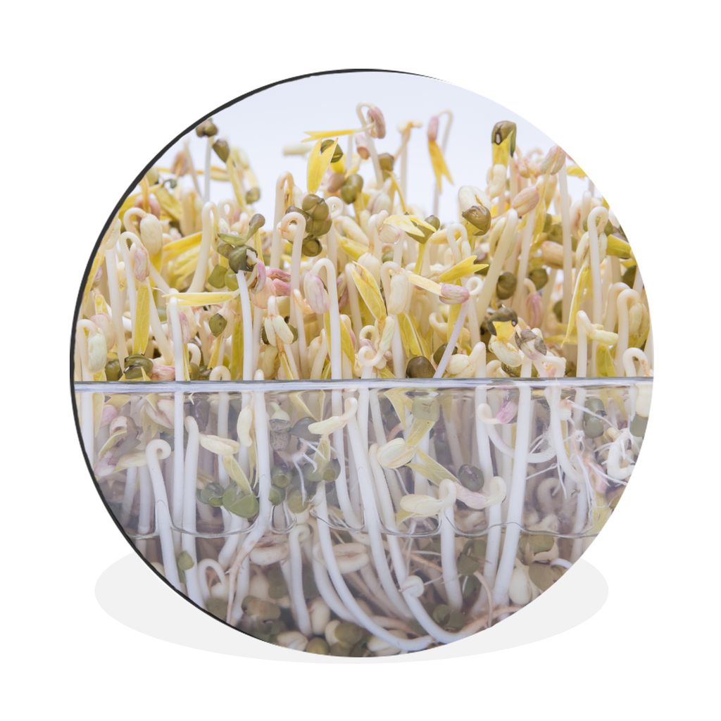 MuchoWow Aluminium Wandkreis Bohnensprossen in einer Glasschale vor weißem Hintergrund Ø 90 cm Wanddeko Modern Wohnzimmer - Mauerkreis - Wandbi...