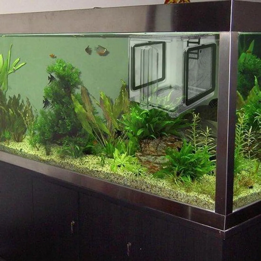 Petit bac d'aquaculture en acrylique pour plies naines et crevettes