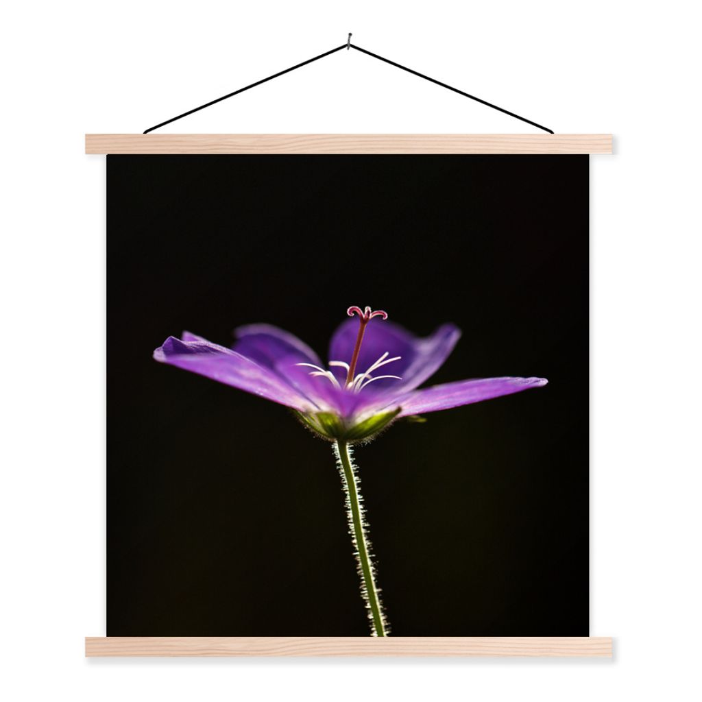 MuchoWow Textilposter Eine lila Geranie auf schwarzem Hintergrund 40x40 cm mit holzfarbenen Rahmen - Posterleiste