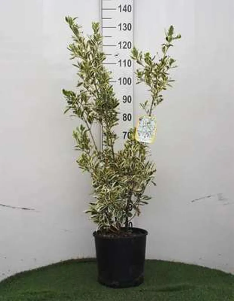 Euonymus Bravo 60-80 cm : Arbuste résistant pour jardin sans entretien