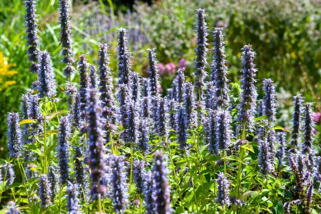 Agastache Black Adder pour jardin biodiversité - 60 Fleurs abeilles