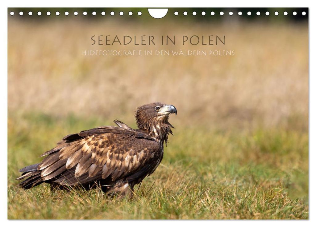 Seeadler in Polen (Wandkalender 2027 DIN A4 quer), CALVENDO Monatskalender