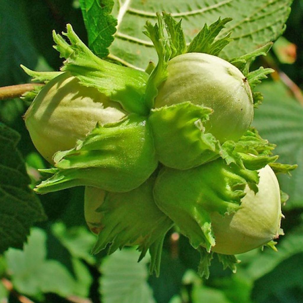 2 x  Haselnuß-Strauch - Corylus avellana  | 60-80 cm in Produktbild 
