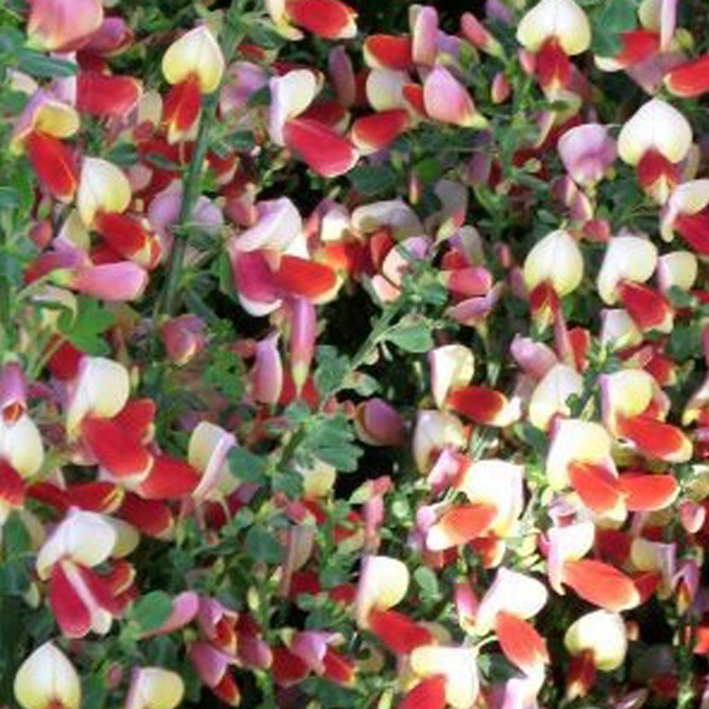 2 x  Edelginster  - Cytisus 'Palette'  | 40-60 cm in Produktbild 