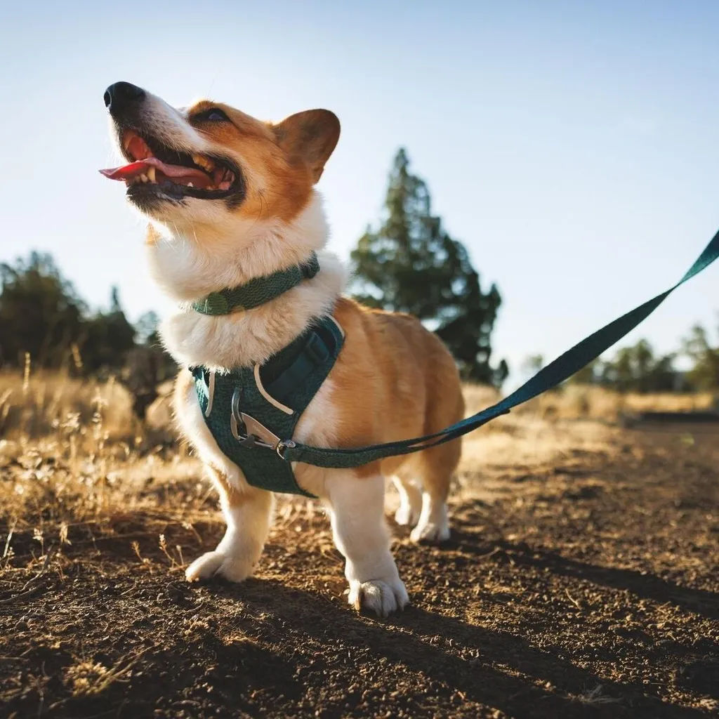 Collier de promenade Ruffwear Front Range Flex réglable bleu canard - 3