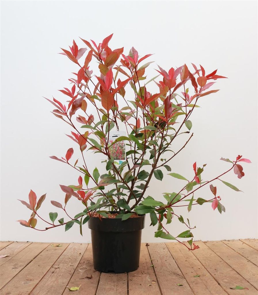 Photinia fraseri 'Carré Rouge', Glanzmispel, rot, 60–80 cm