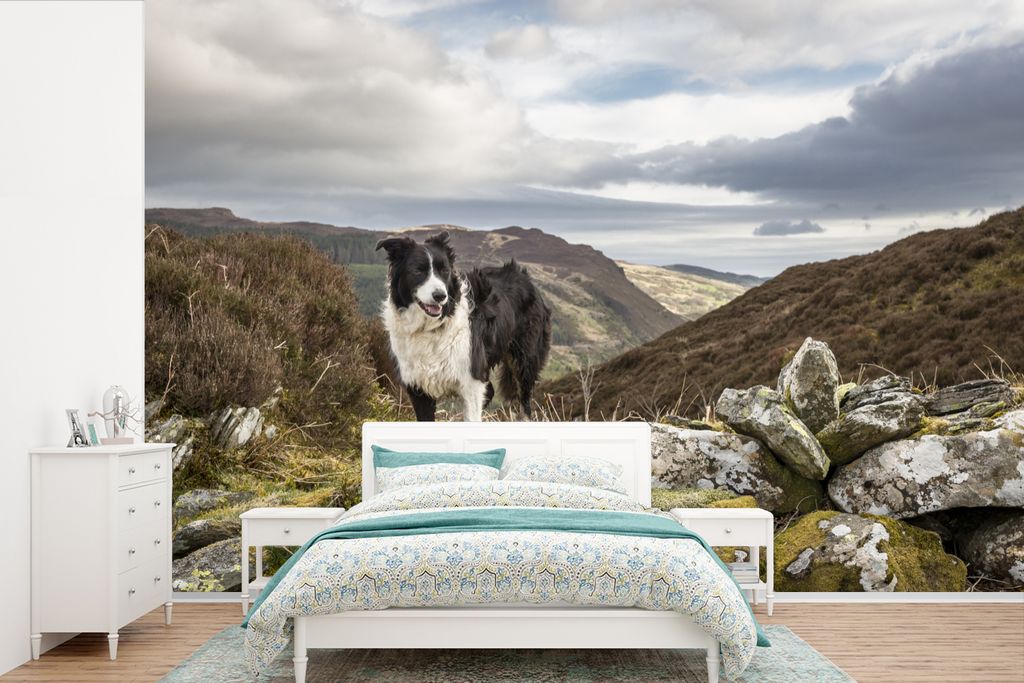 MuchoWow Fototapete für Wohnzimmer oder Schlafzimmer Wandtapete Vinyl Motivtapete Ein Border Collie steht auf dem Gipfel des Berges - 450x300 cm...