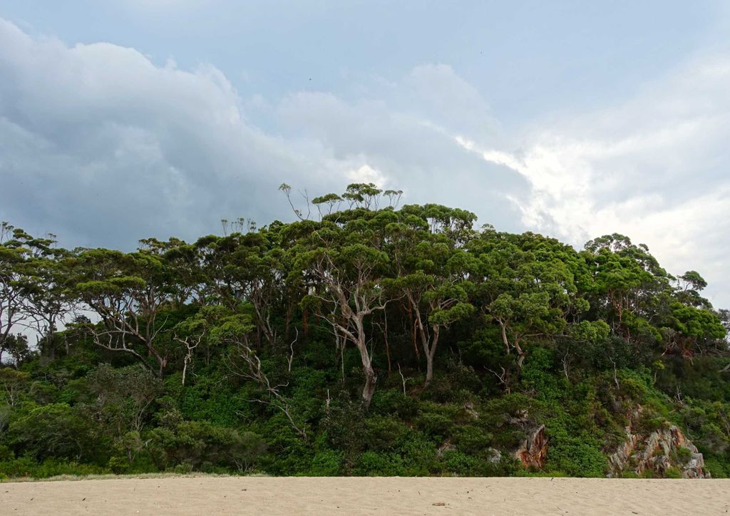 hansepuzzle 37607 - Bäume Puzzle, 260 Teile, Natur, 41,0 x 28,0cm mit hochwertiger Aufbewahrung, Kartonbox und wiederverschließbarem Beutel