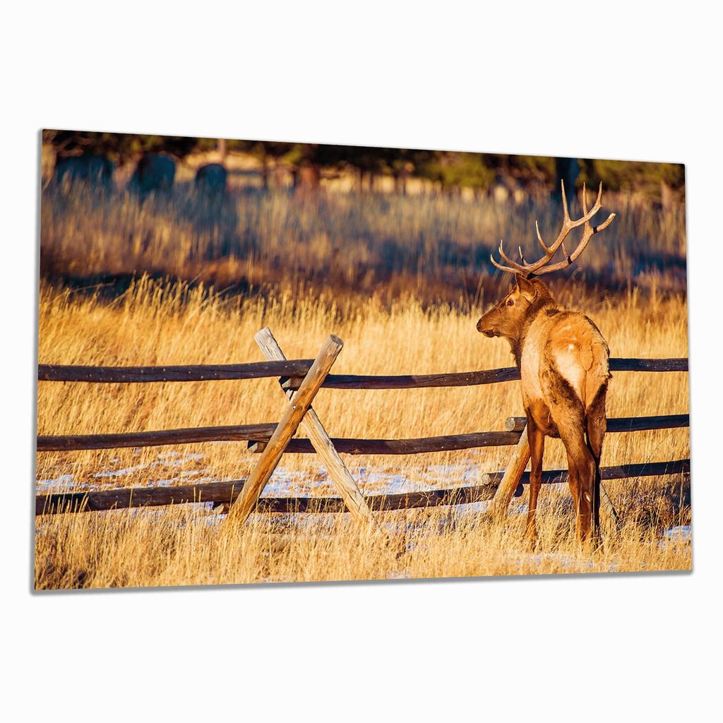 Wallario Herdabdeckplatte aus Glas, Größe 90 x 52 cm 1-teilig, Motiv Elch im Schnee - im Hochland von Colorado