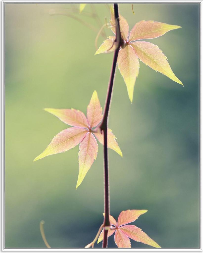 Wallario Wandbild Herbstblume, Größe: 40,30 x 50,30 cm, Poster mit weißem Aluminiumrahmen