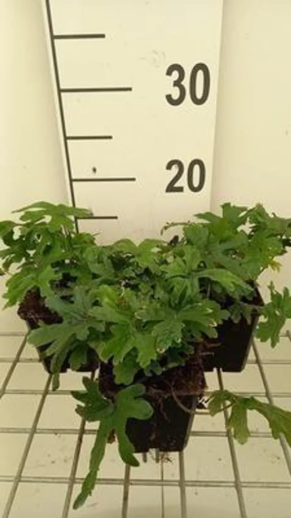 Fleurir un Coin Sombre avec 6 Tiarella Skeleton Key - Godets de 9 cm