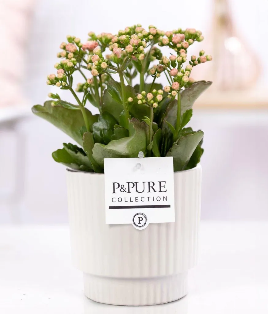 Plante d'Intérieur Fleurie Kalanchoé Rose avec Pot en Céramique Design