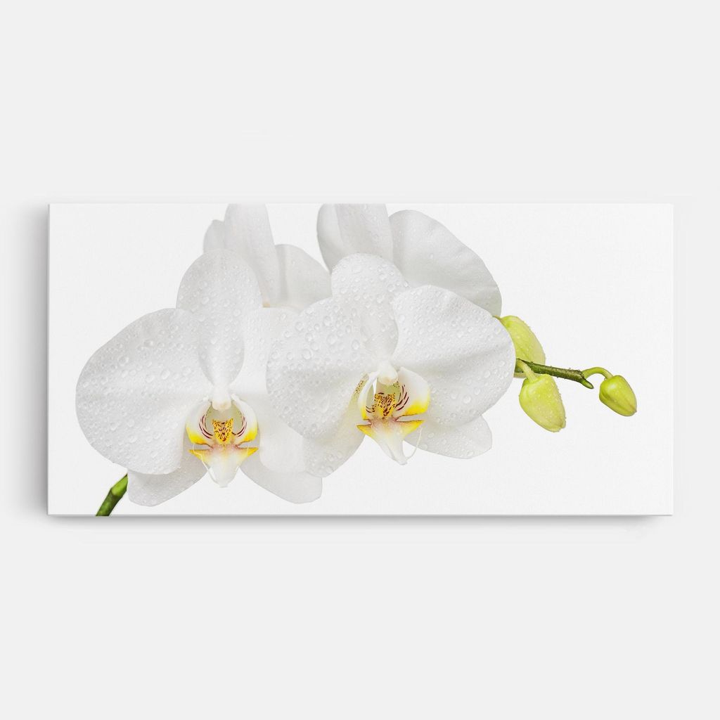 ARTHUB Leinwandbild 40x80 cm, Orchids On White | Wohnzimmerdekoration, Hängende Bilder, Wanddekoration, Heimdekoration, Blumen, Orchideen