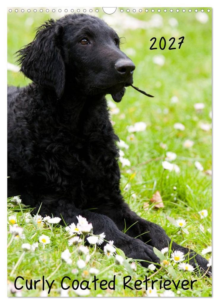 Curly Coated Retriever 2027 (Wandkalender 2027 DIN A3 hoch), CALVENDO Monatskalender