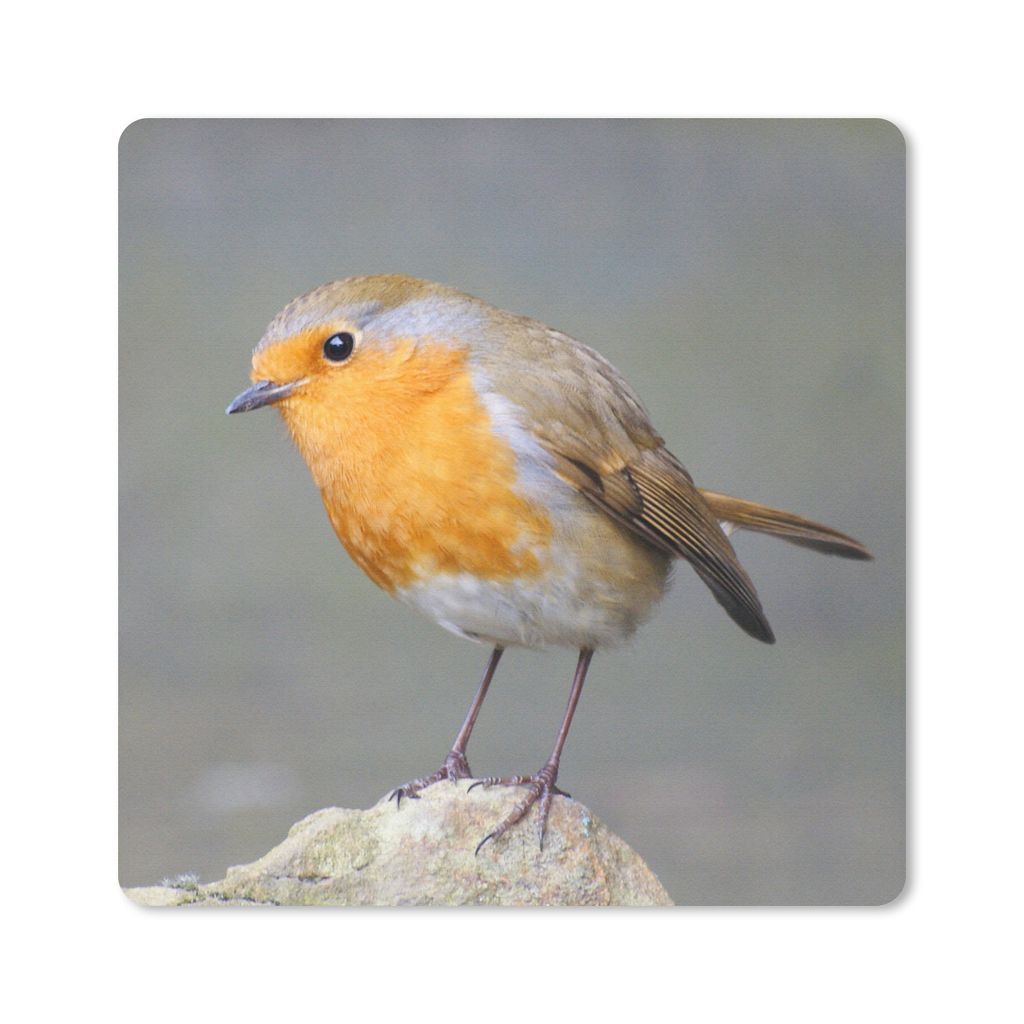 MuchoWow Mauspad Mousepad Vogel - Rotkehlchen - Felsen 20x20 cm - Mousepads - Maus Mat - Pad - Mausunterlage - Desk Mat - Bureauartikeln