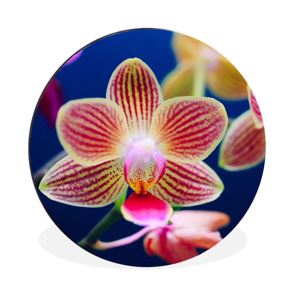 MuchoWow Aluminium Wandkreis Von Orchidee Ø 90 cm Wanddeko Modern Wohnzimmer - Mauerkreis - Wandbilder - Runde Bild - Bild aus Aluminium - Schla...