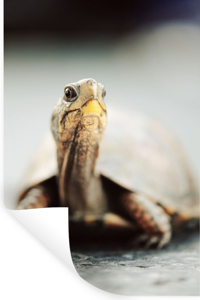 MuchoWow - Sticker - Dekorfolie