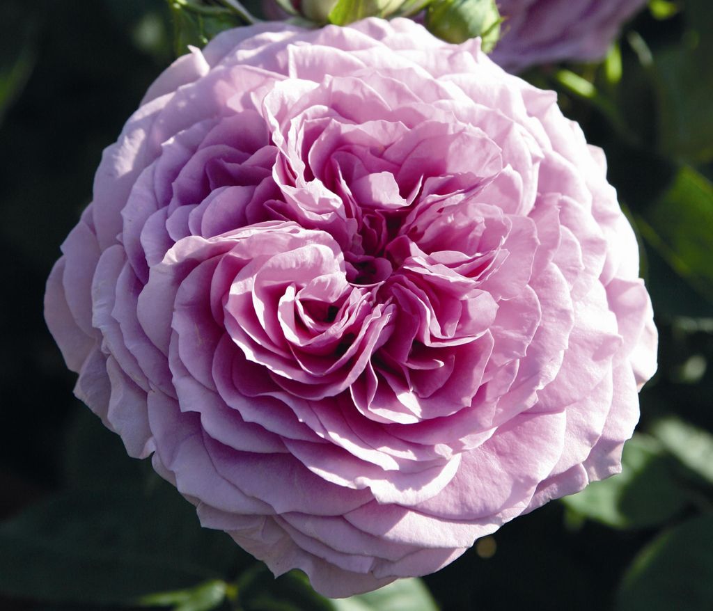Dehner Rose Zwergrose Lavender Ice , Züchter Tantau, lavendel-farbene Blüten, gefüllt und duftend, 15-30 cm, Topfware