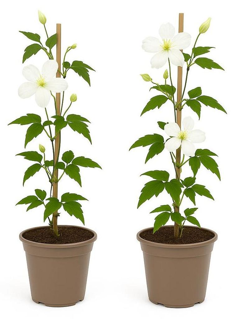 Exotisches Herz – Kletterpflanzen – Clematis montana Grandiflora – Weiß – 2er-Set – Topf 11 cm