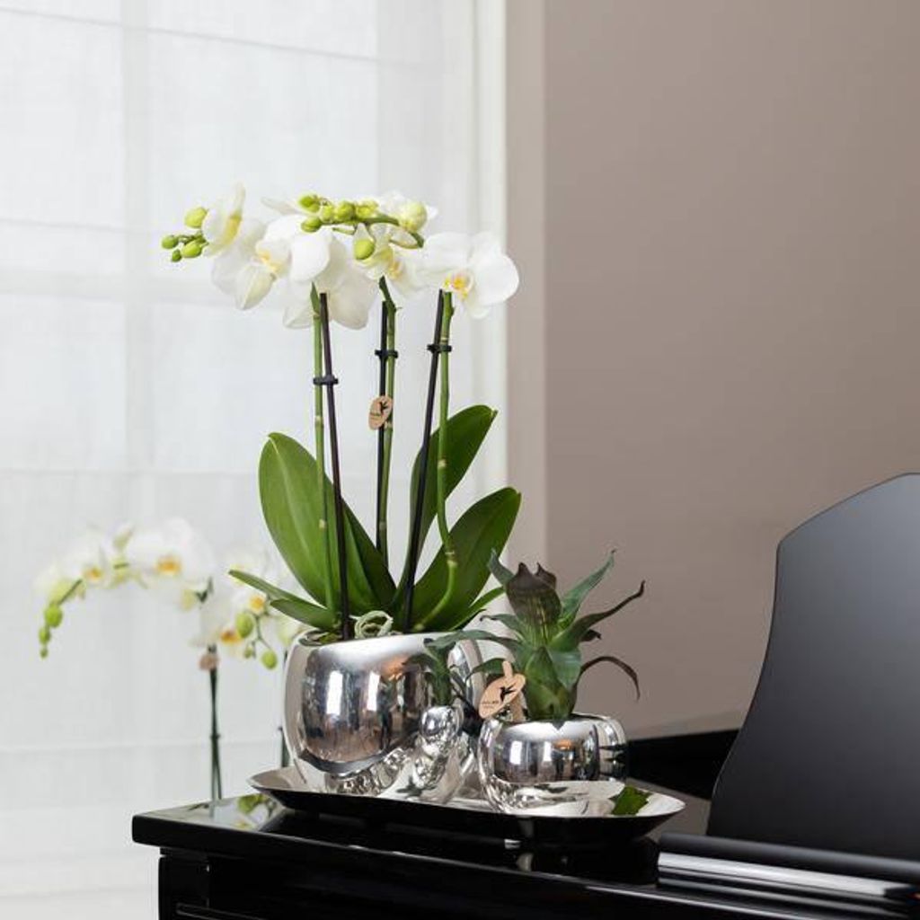 Ovales Tablett – Silber – Ø30cm – Dekoschale aus Metall – Für Pflanzen, Orchideen & Wohnaccessoires – Stilvolle Pflanzunterlage