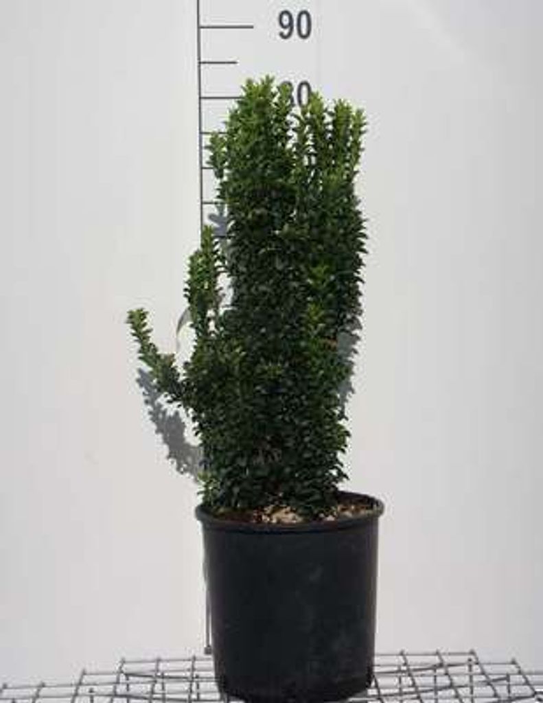 Euonymus jap. 'Benkomasaki' ( erecta) - Arbuste à ailes de Image du produit 