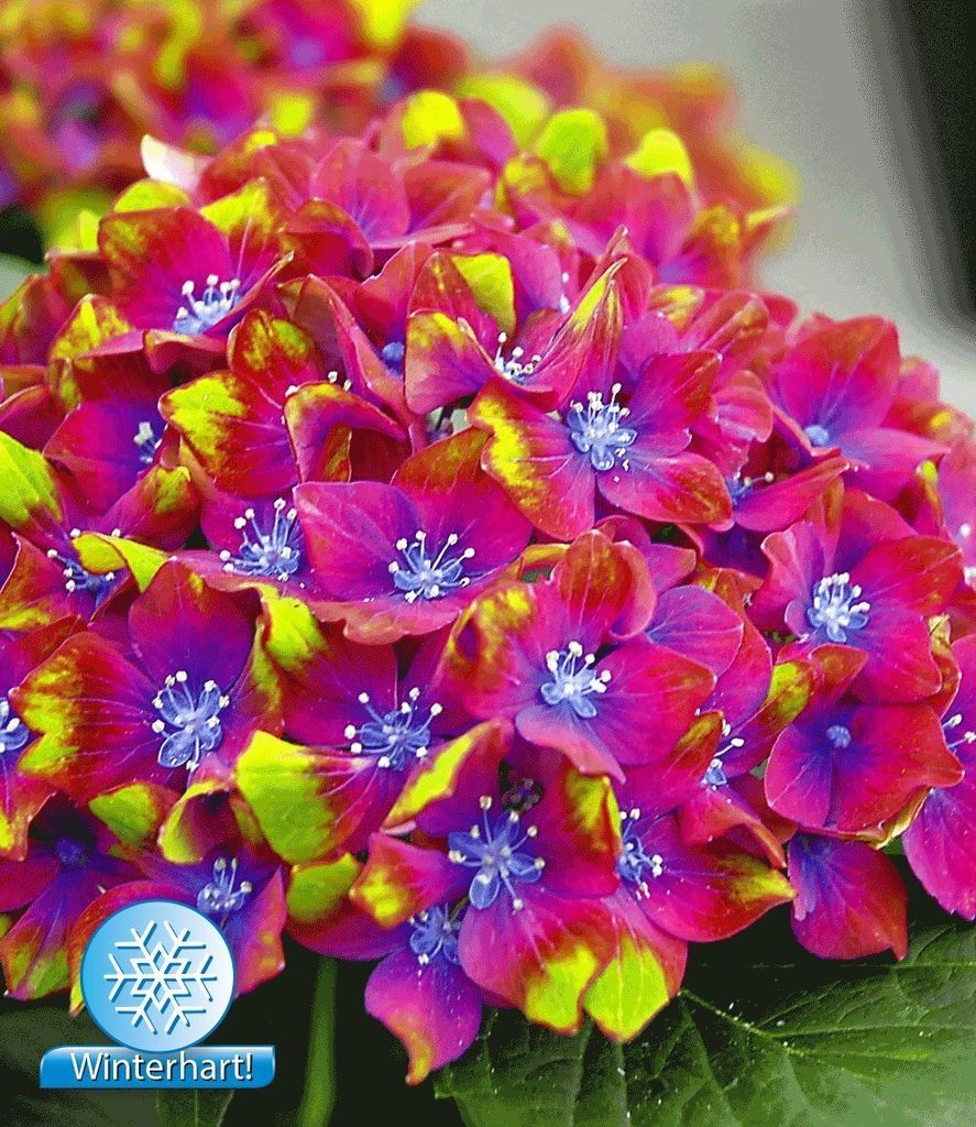 BALDUR Garten Freiland-Hortensien 'SAXON Schloss Wackerbarth', 1 Pflanze, Hydrangea macrophylla Garrtenhortensie winterhart, pflegeleicht, für S...