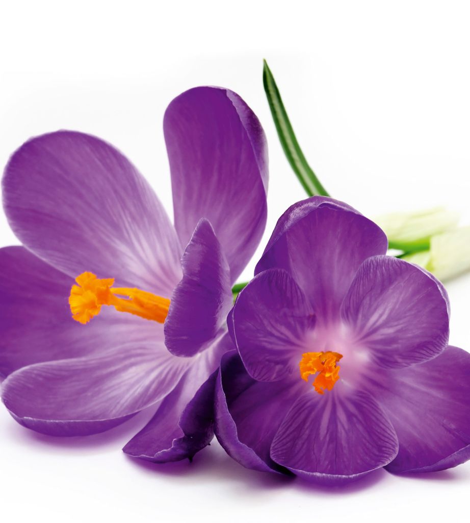 Fototapete - Crocus 225x250cm - Vliestapete