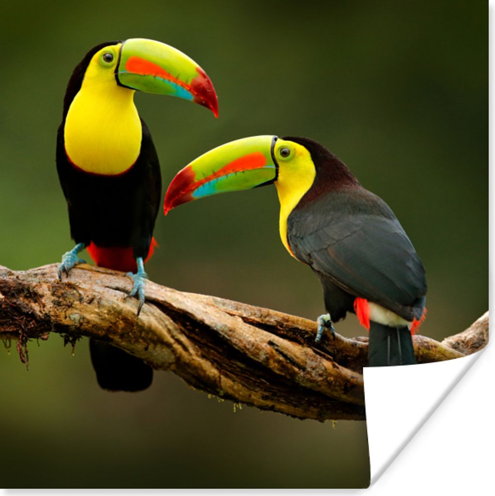 MuchoWow Poster Vögel - Tukan - Zweig - Tiere - Regenbogen 50x50 cm - Wohnzimmerdekoration