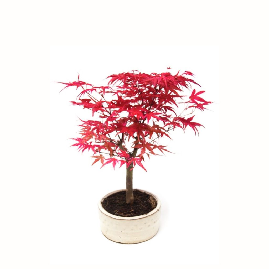 Bonsai Klon japoński Acer Deshojo  w ceramicznej doniczce Zdjęcie produktu 