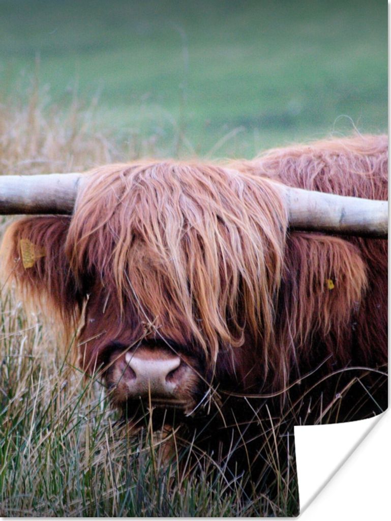 MuchoWow Poster Schottischer Highlander - Hörner - Gras 60x80 cm - Schlafzimmer Dekoration