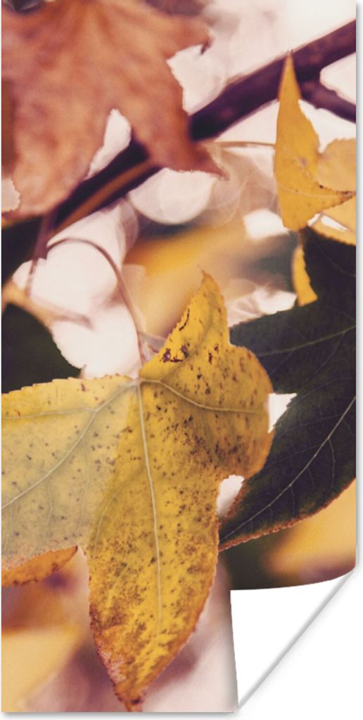 MuchoWow Poster Blätter - Ahorn - Herbst - Jahreszeiten 75x150 cm - Dekoration für die Wände