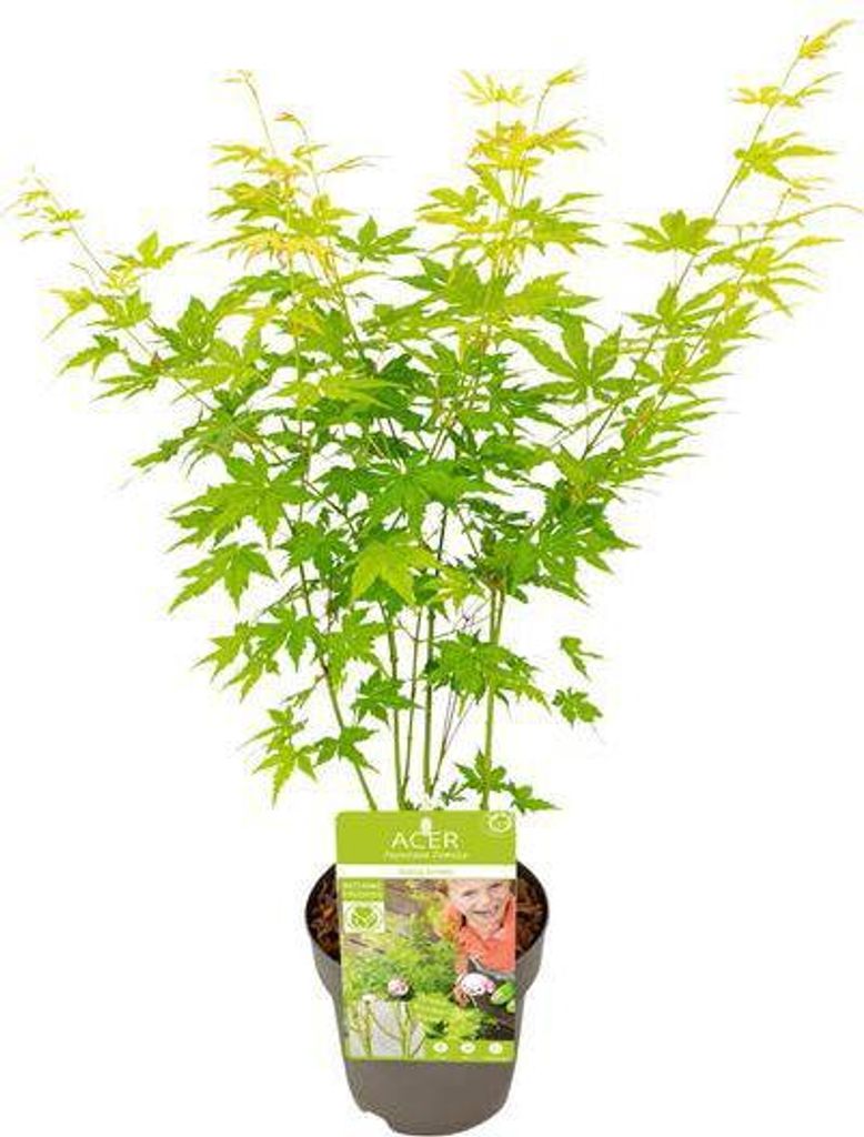 Japanischer Fächerahorn Acer palmatum Going Green Zierahorn Garten 30cm Ø15cm