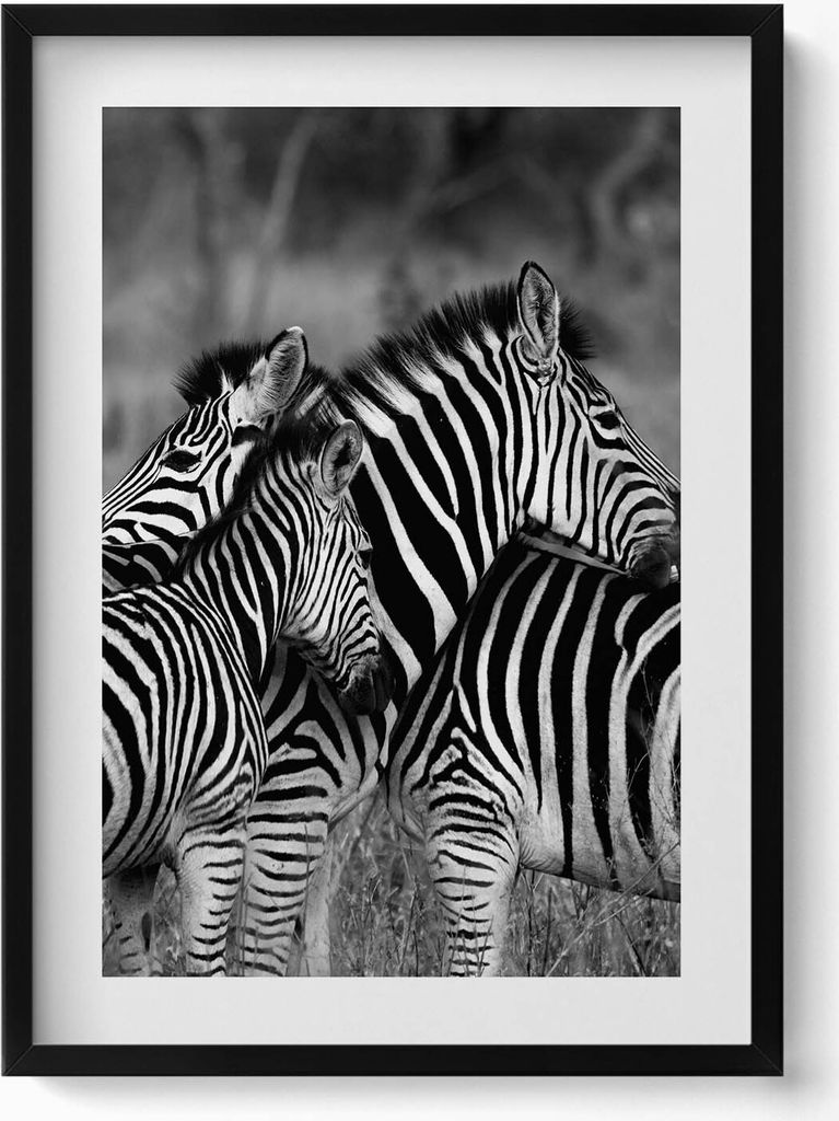 Sich umarmende Zebras– Wandbild mit Rahmen – Gerahmtes Bild – Wanddekoration – 50x70 cm – Schwarz Rahmen