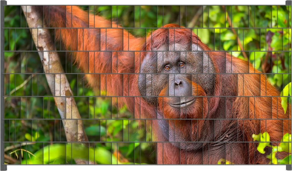 Wallario Zaunsichtschutz mit Motiv Orang-Utan im Regenwald für Ein- und Doppelstabmatten Zäune in der Größe 250 x 140 cm
