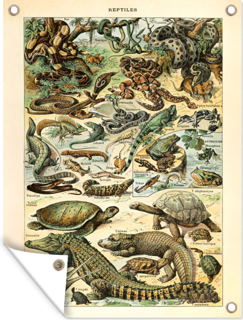 MuchoWow 60x80 cm Outdoor-Poster Gartendeko Sichtschutz Garten Poster für den Garten Tiere - Reptilien - Gestaltung