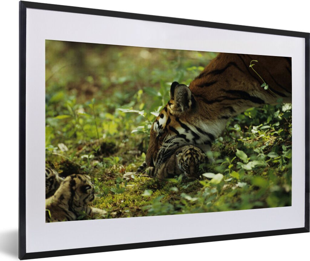 MuchoWow® MuchoWow® Gerahmtes Poster Tiger - Pflanzen - Produktbild 