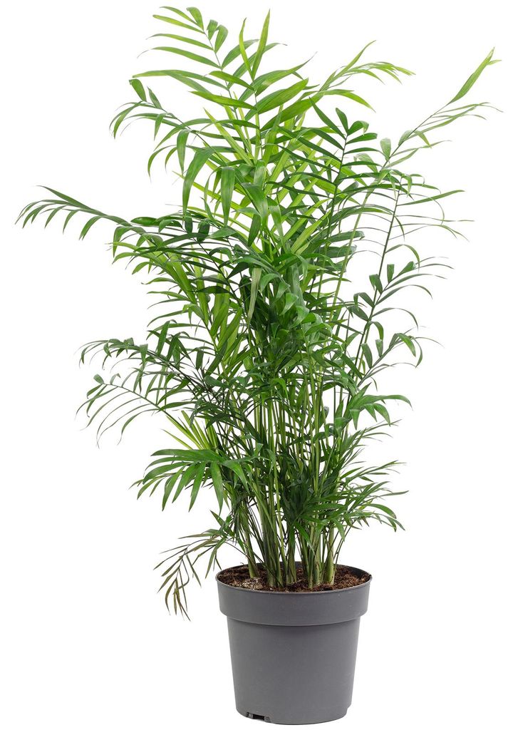 Bergpalme - pflegeleichte Zimmerpflanze, Chamaedorea elegans - Höhe ca. 70 cm, Topf-Ø 17 cm