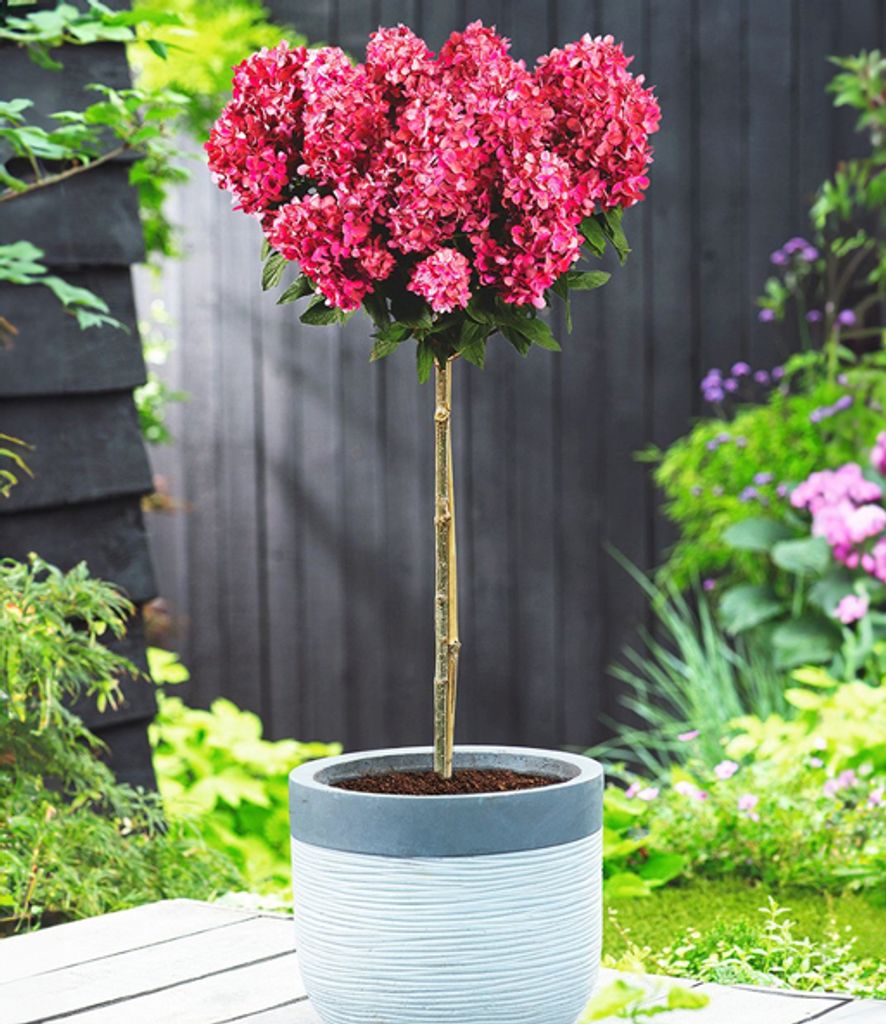 BALDUR Garten Hortensien-Stämmchen 'Bloody Marie ',1 Pflanze, winterhart & mehrjährig, pflegeleicht, Dauerblüher für Beet & Kübel, Blüten mi...