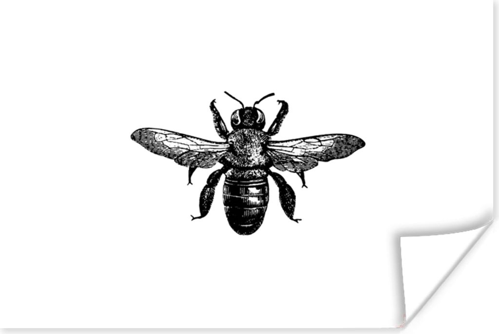 MuchoWow Poster Biene - Insekt - Vintage - Schwarz und weiß 120x80 cm - Bilder