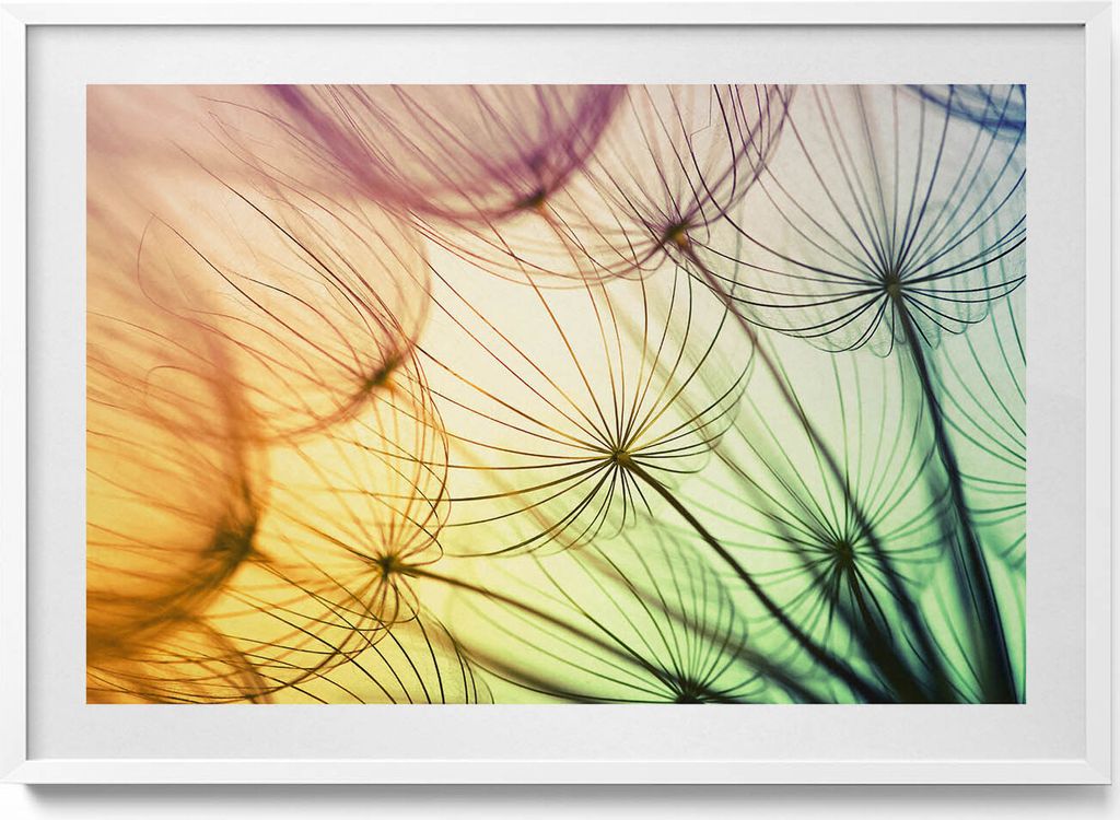 Zarte Pollen eines Löwenzahns– Wandbild mit Rahmen – Gerahmtes Bild – Wanddekoration – 100x70 cm – Weiß Rahmen