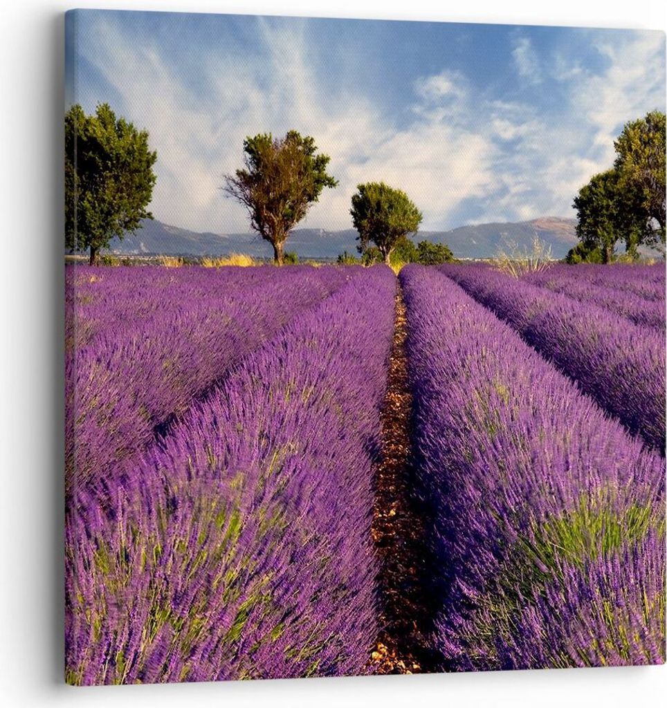 Bild auf Leinwand - Leinwandbild - Landschaft Wiese Pflanzen - 40x40cm - Wand Bild - Wanddeko - Leinwanddruck - Bilder - Kunstdruck - Wanddekoratio...