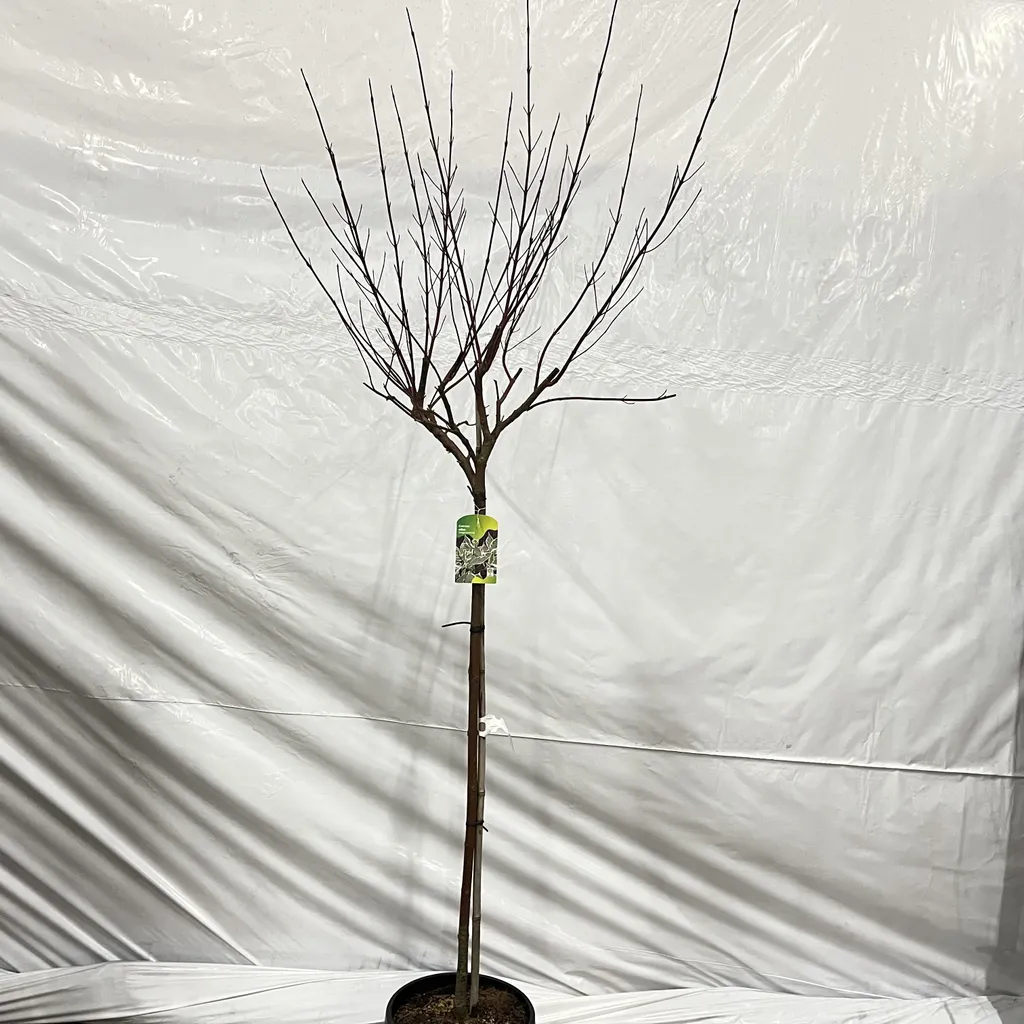 Cornus alba Elegantissima 120 cm : illuminez vos zones d'ombre au jardin