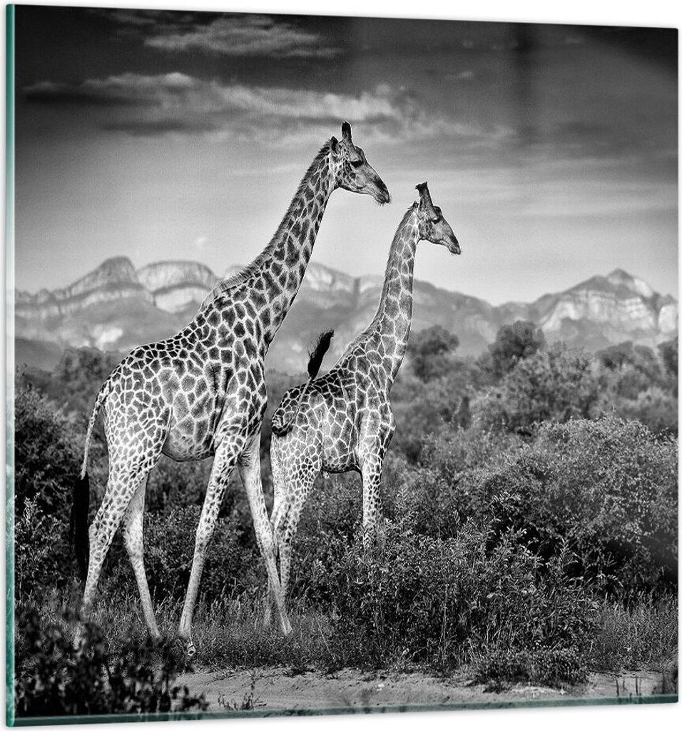 Bilder auf glas - Einteilig - Giraffen Schwarzweiß Fotografie - 70x70cm - Glasbilder - Wandbilder - Bilder - Wanddekoration aus Glas - Glas Bilder...