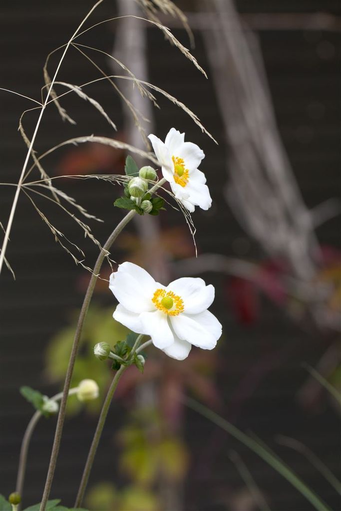 Anemone japonica 'Honorine Jobert', Herbst-Anemone, weiß, Produktbild 